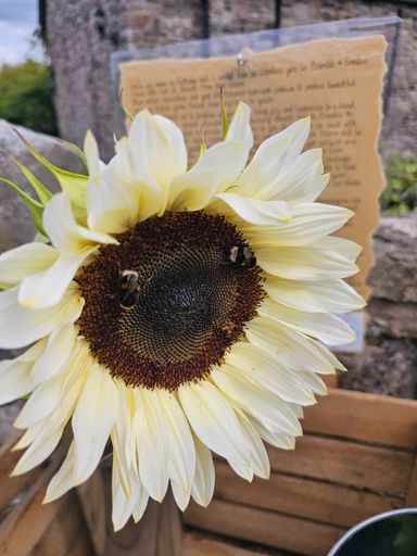 Three Bumblebees on a white sunflower in front of a brown hand-written sign.  