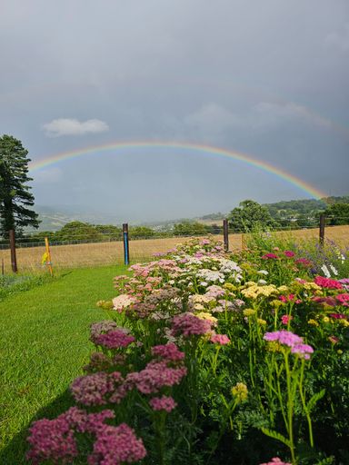 A landscape showing a rainbow over a hay field, fence, grass area and a planted flower bed.  There are pink, yellow and red flowers. 