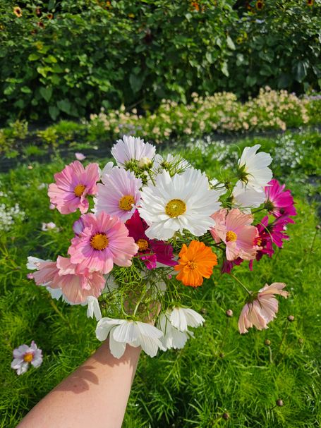 A hand holding a bunch of pink, white and orange cosmos flowers. 